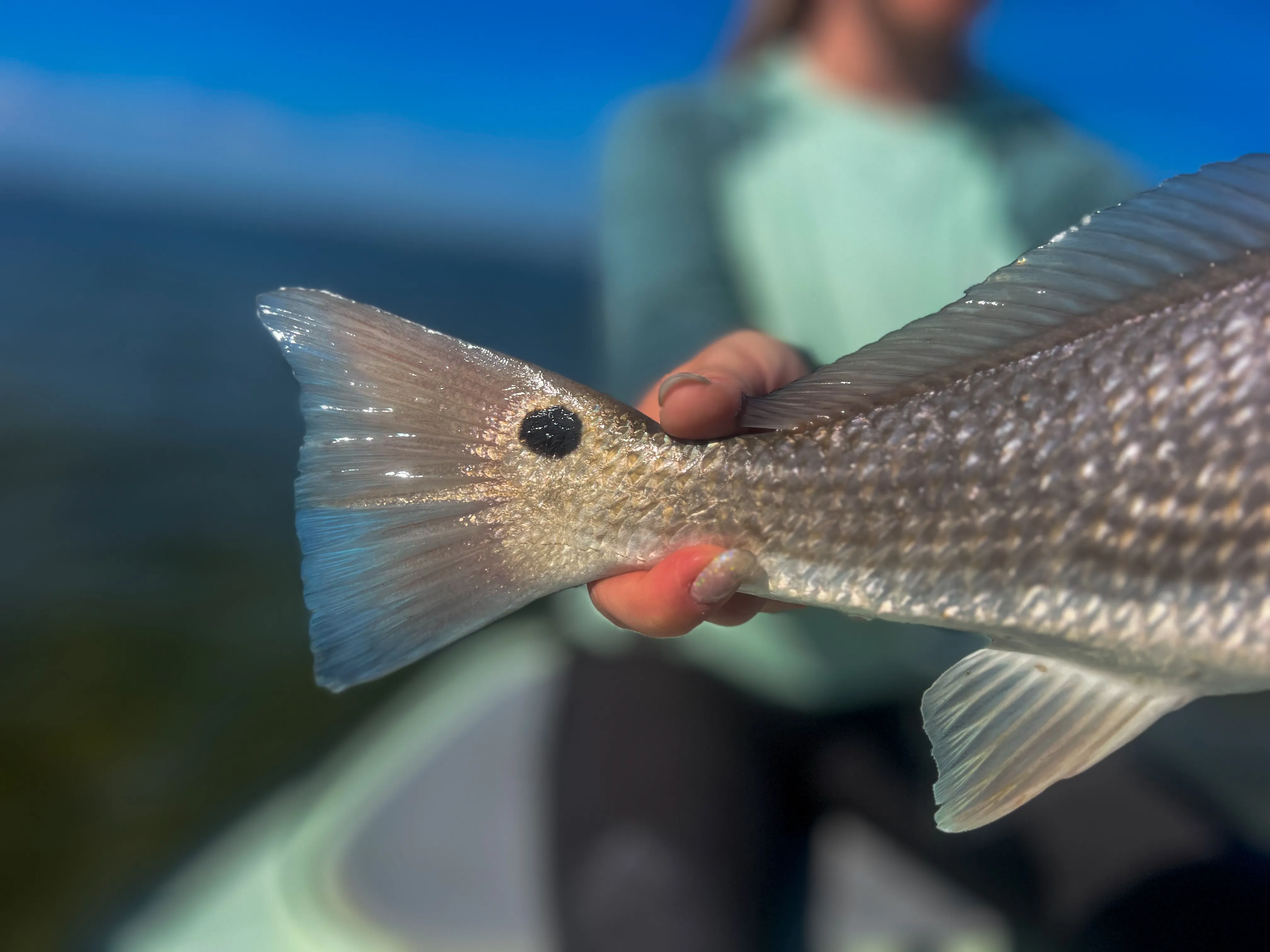 Close detail of a redfish tail at the water's surface