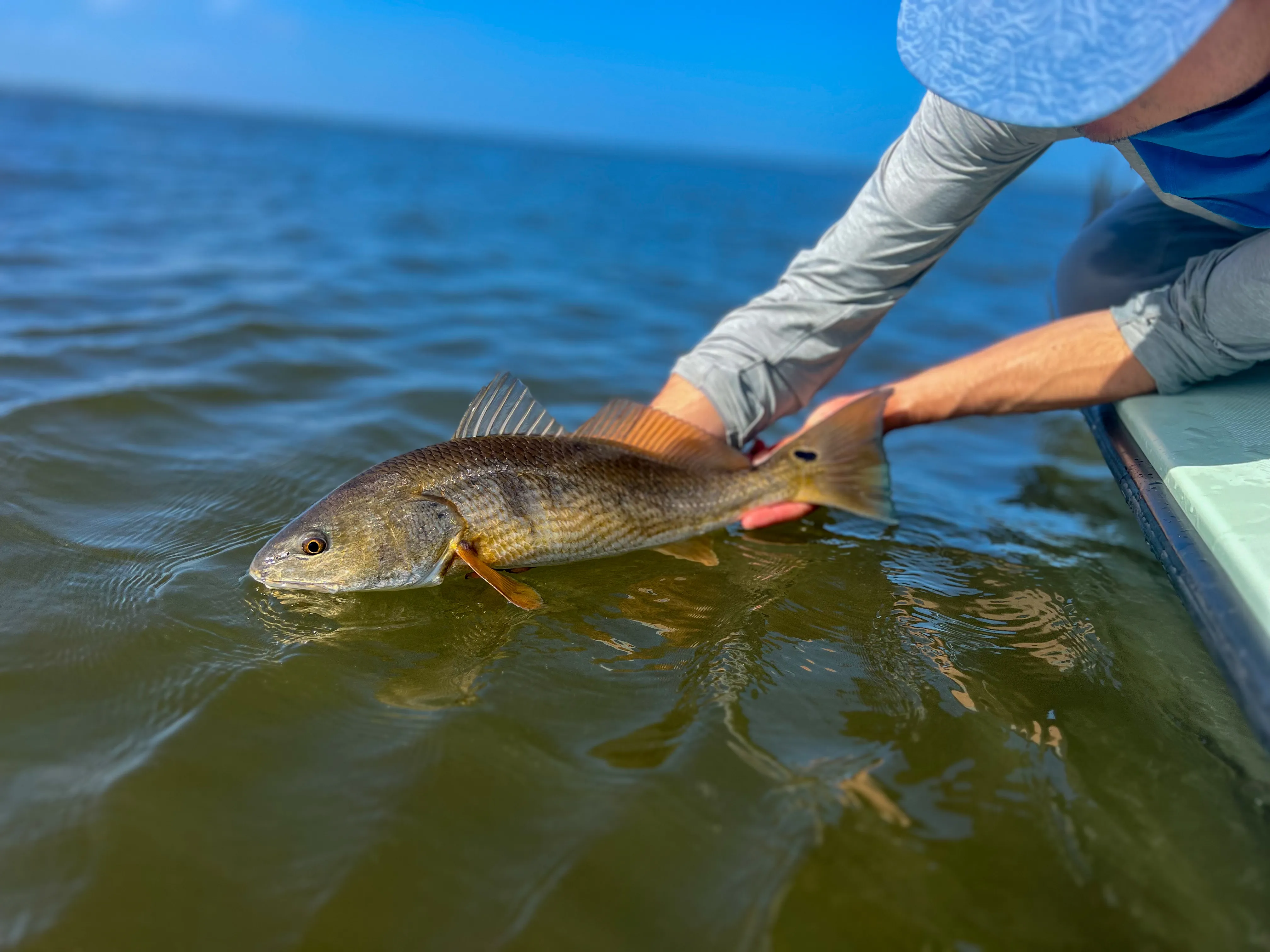 A redfish being released back into the water