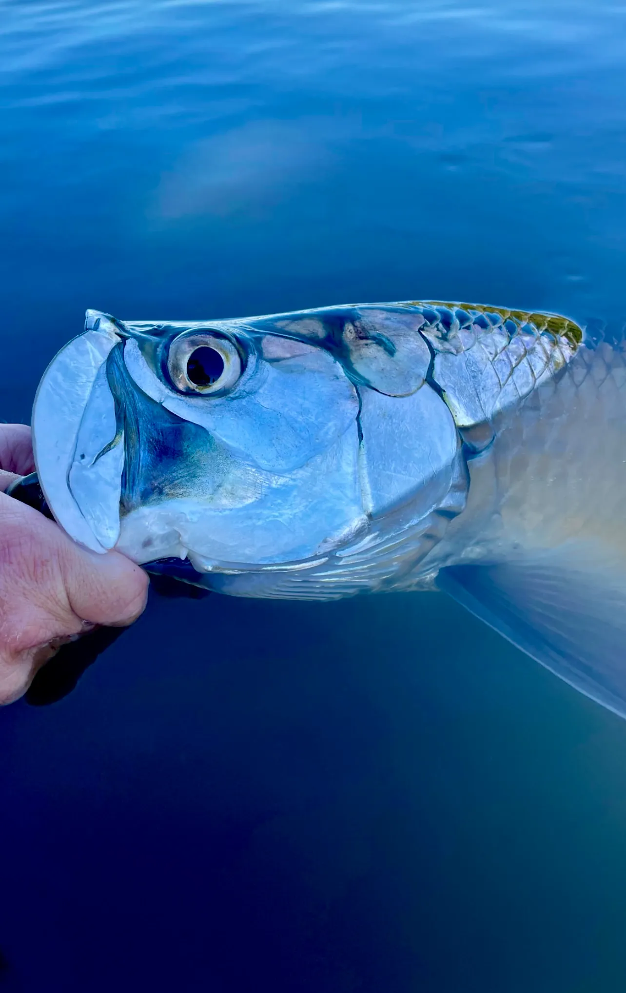 A tarpon's head breaking the surface at the waterline